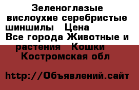 Зеленоглазые вислоухие серебристые шиншилы › Цена ­ 20 000 - Все города Животные и растения » Кошки   . Костромская обл.